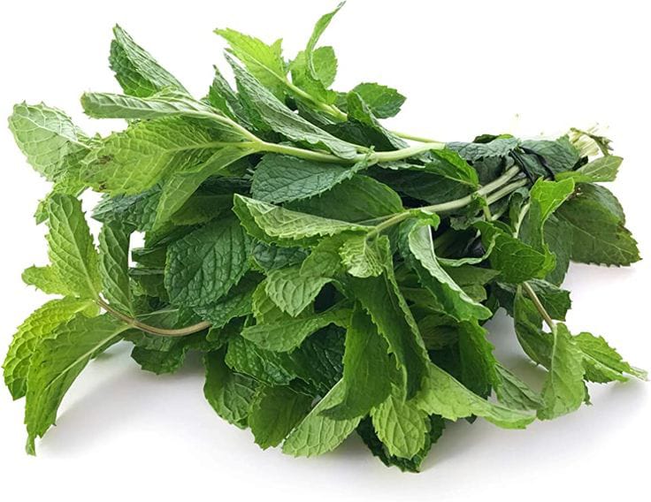Pudina/Mint