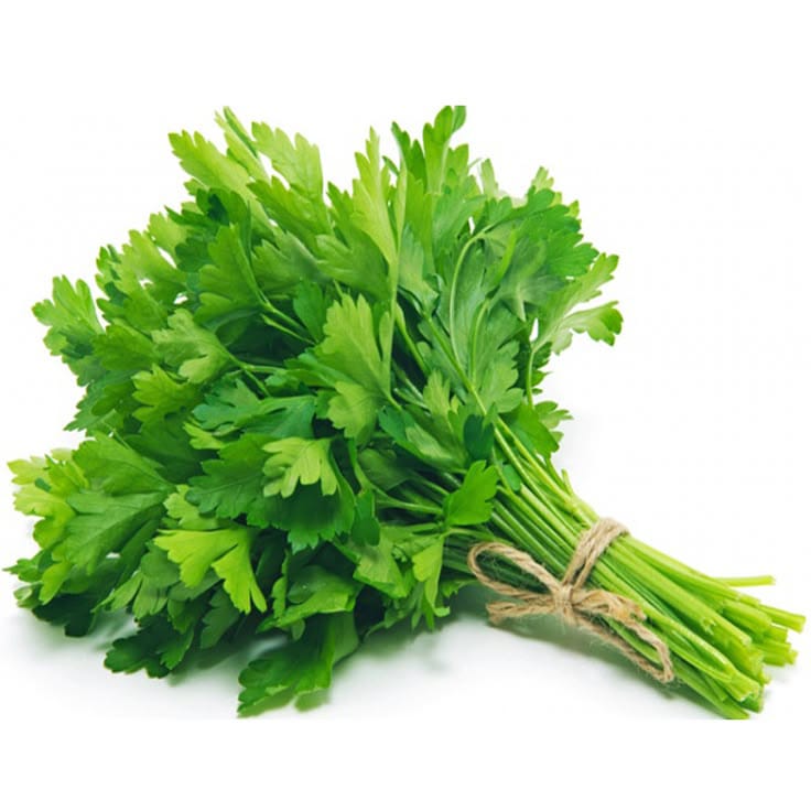 Cilantro/Dhanya