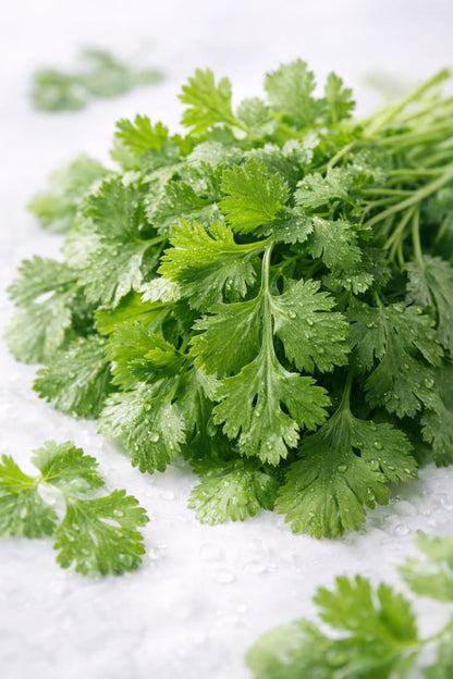 Cilantro/Dhanya