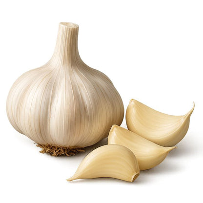 Garlic