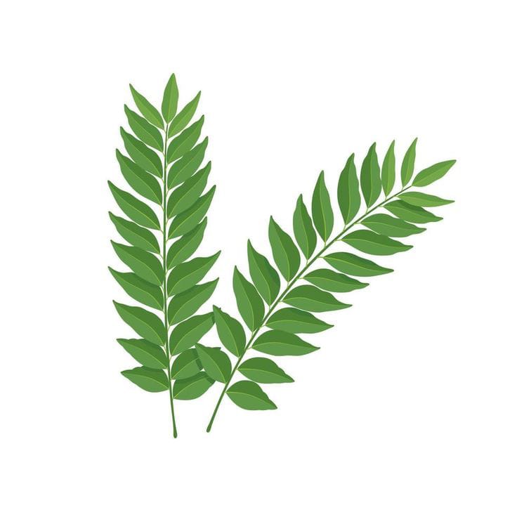 Curry Leaves bunch