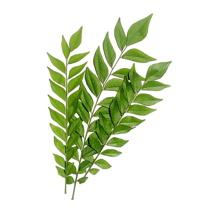 Curry Leaves bunch